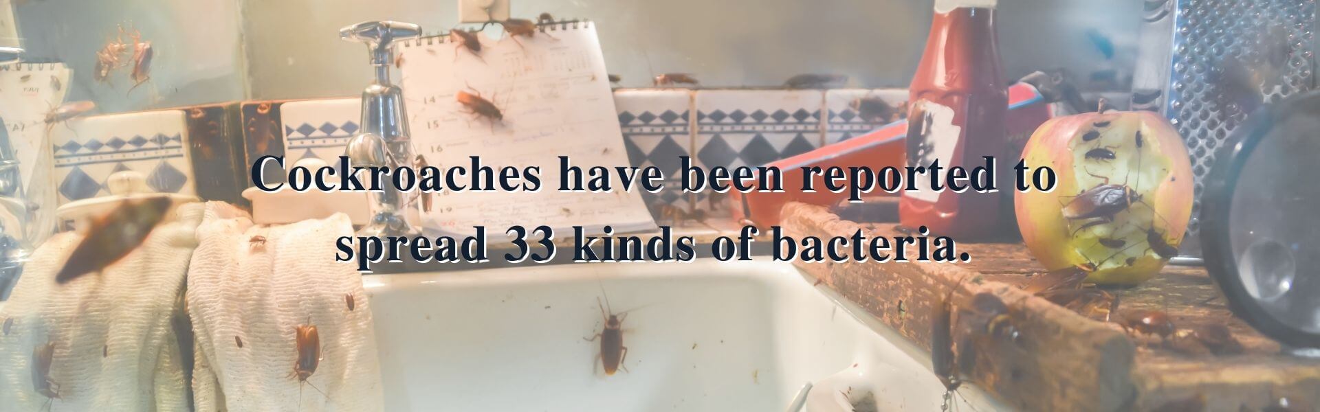 Cockroach Management