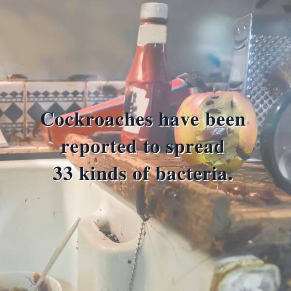 Cockroach Management